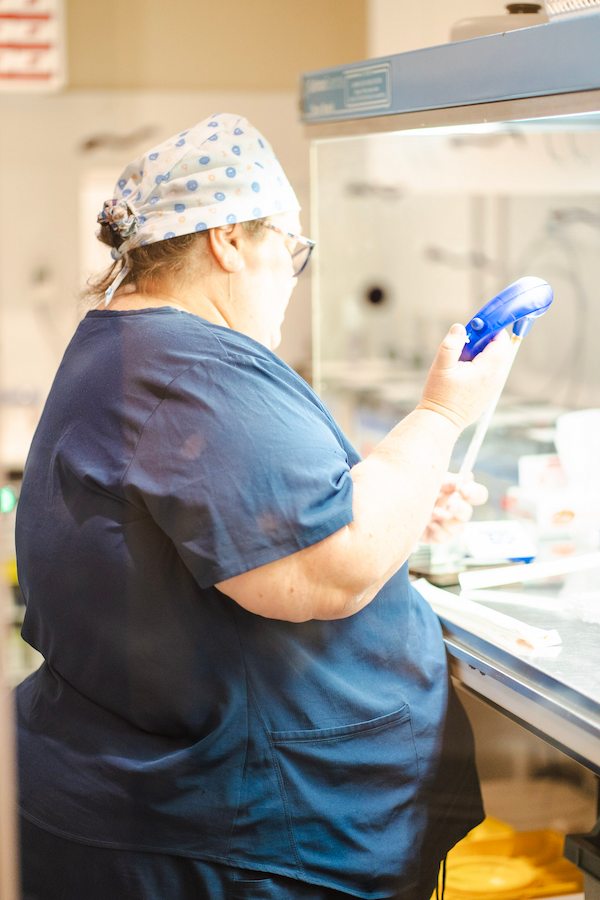 Egg Collection Sydney